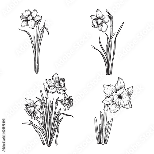 Daffodil flowers sketch set. Hand drawn monochrome etching style botanical art. Narcissus sketches collection. Vector illustrations.