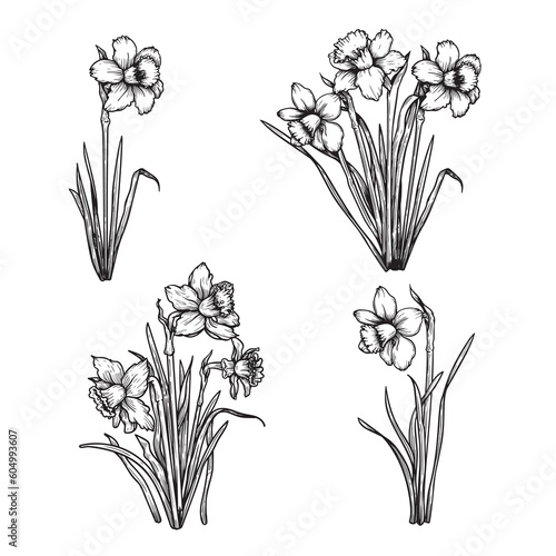 Daffodil flowers sketch set. Hand drawn monochrome etching style botanical art. Narcissus sketches collection. Vector illustrations.