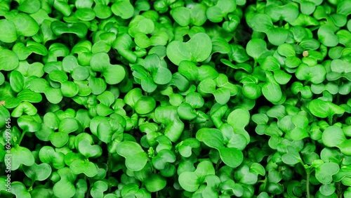 Mustard Sprouts Micro Greens Moving in Time Lapse as Perfect Organic Food Background. Growing Germination of Newborn Mustard Greens Plant in Greenhouse Agriculture
