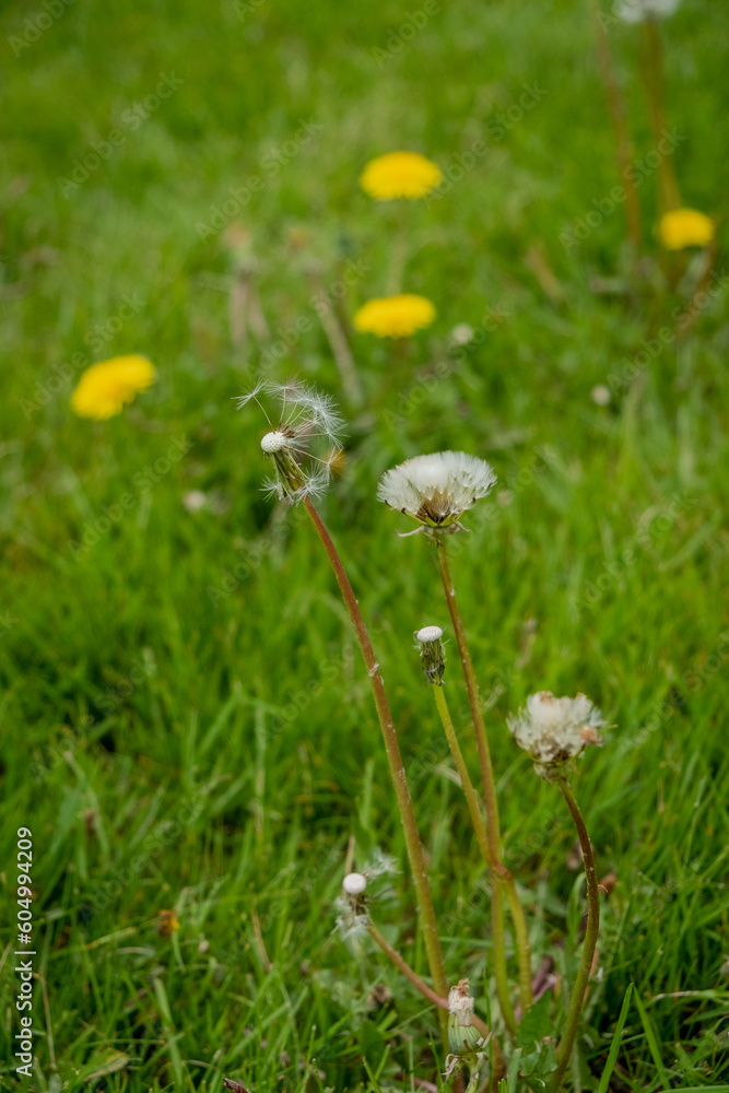 Dandelion in grass