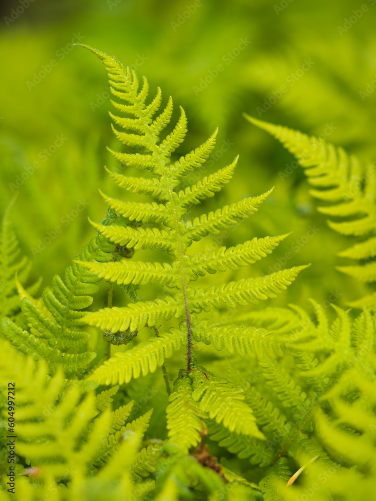 Nahaufnahme von einen aufrecht stehenden Wedel des Buchenfarns (Phegopteris connectilis). Nahaufnahme von einen aufrecht stehenden Wedel des Buchenfarns (Phegopteris connectilis).
