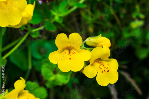 Photography Yellow Seep Monkey Flowers, Oregon Coast