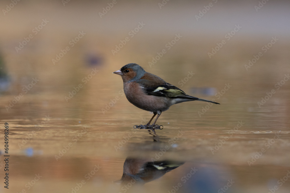  Finch on ice