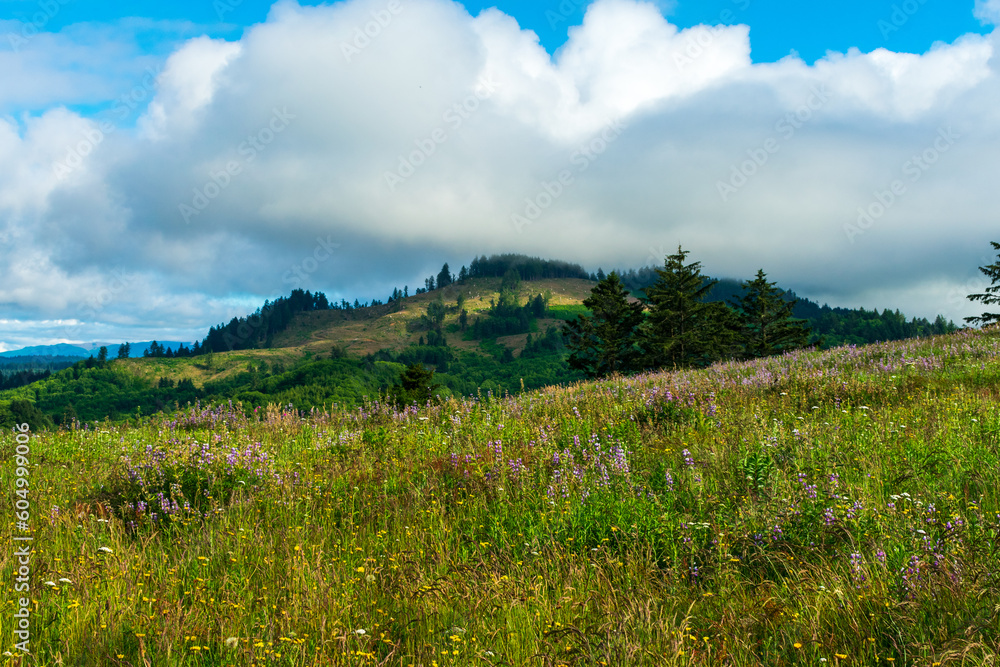 Meadow of wildflowers along Oregon Coast, USA Meadow of wildflowers along Oregon Coast, USA