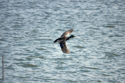 Duck take off © DRAGOS