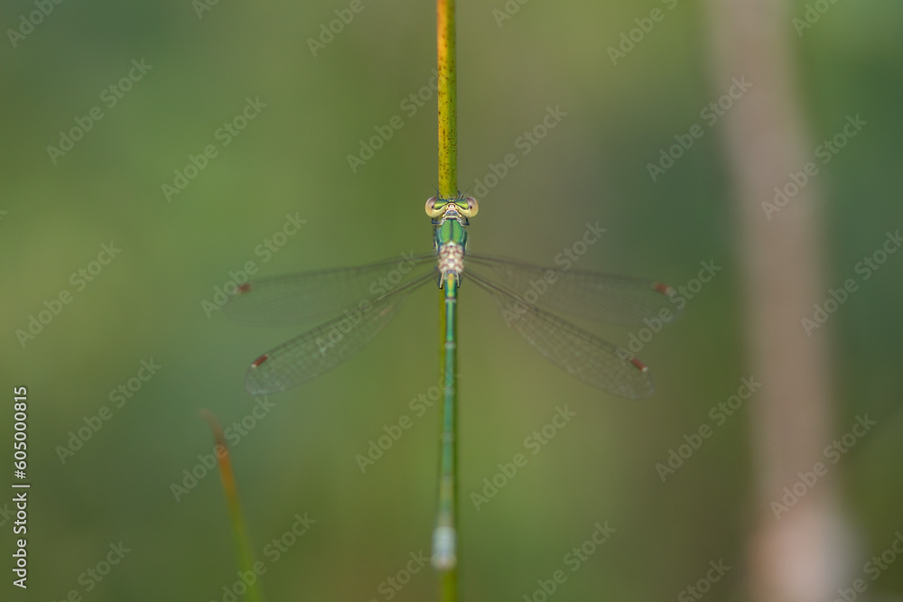 dragonfly dragonfly