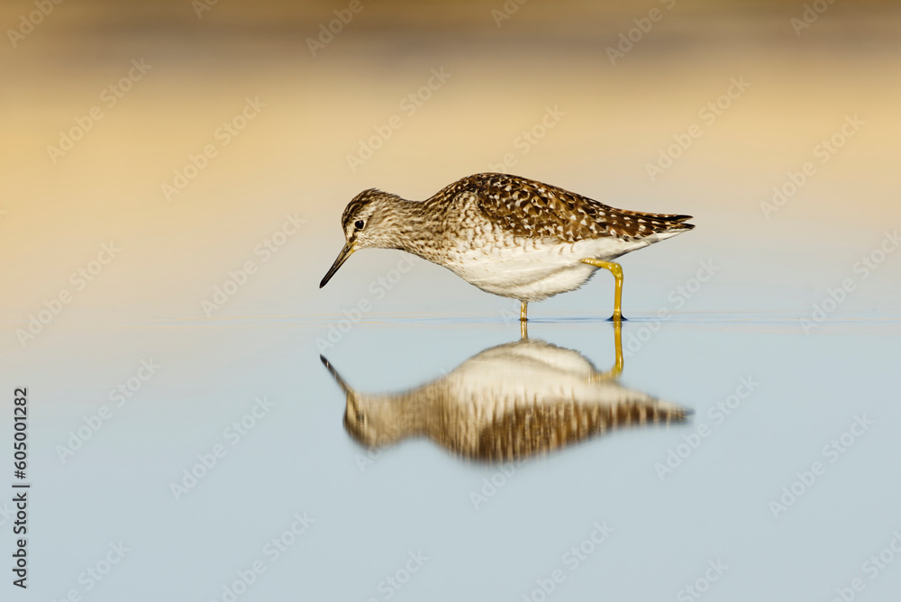Obraz premium Wood sandpiper (Tringa glareola) with reflection feeding in the wetlands in spring.