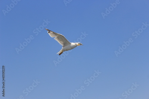 seagull in flight