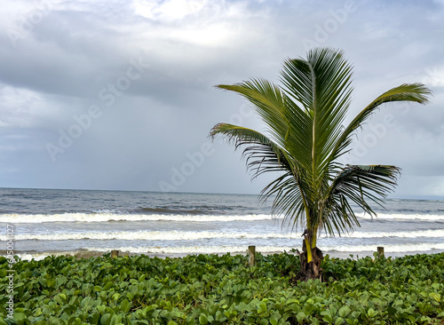 New palm on the beach and the sea in the background. Green leaf of Ipomoea pes caprae on the beach.