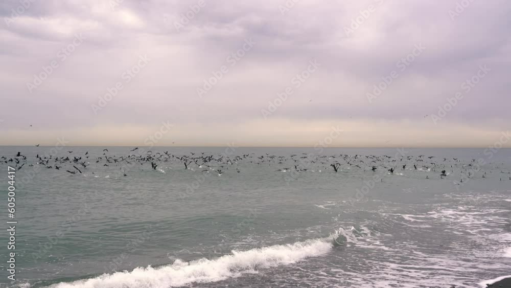 A large flock of cormorants fly over the water. Waterfowl in the sea. 4k A large flock of cormorants fly over the water. Waterfowl in the sea. 4k