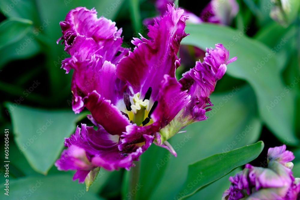 Tulipe Tulipe