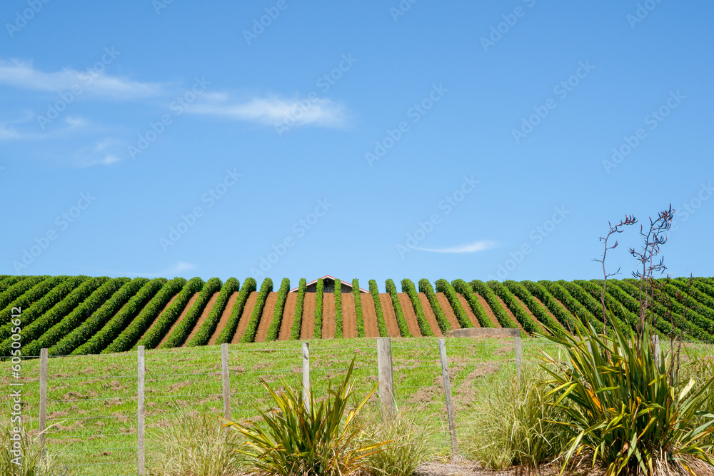 Northland vineyards