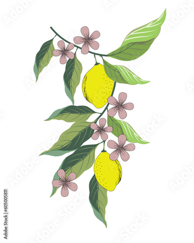 lemon tree blossom illustration spring summer