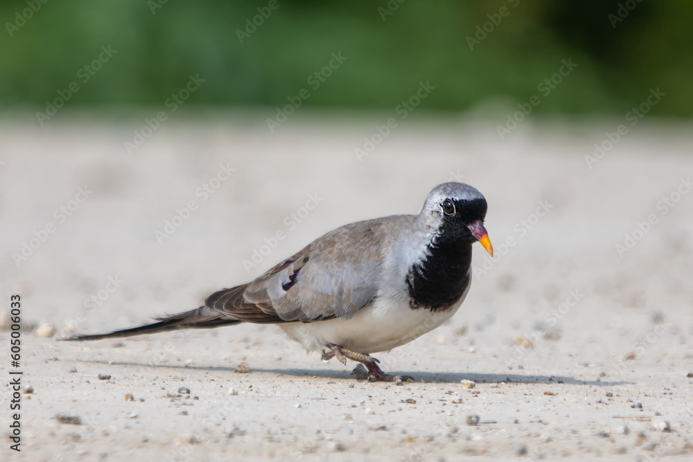 Kap kumrusu » Oena capensis » Namaqua Dove Kap kumrusu » Oena capensis » Namaqua Dove
