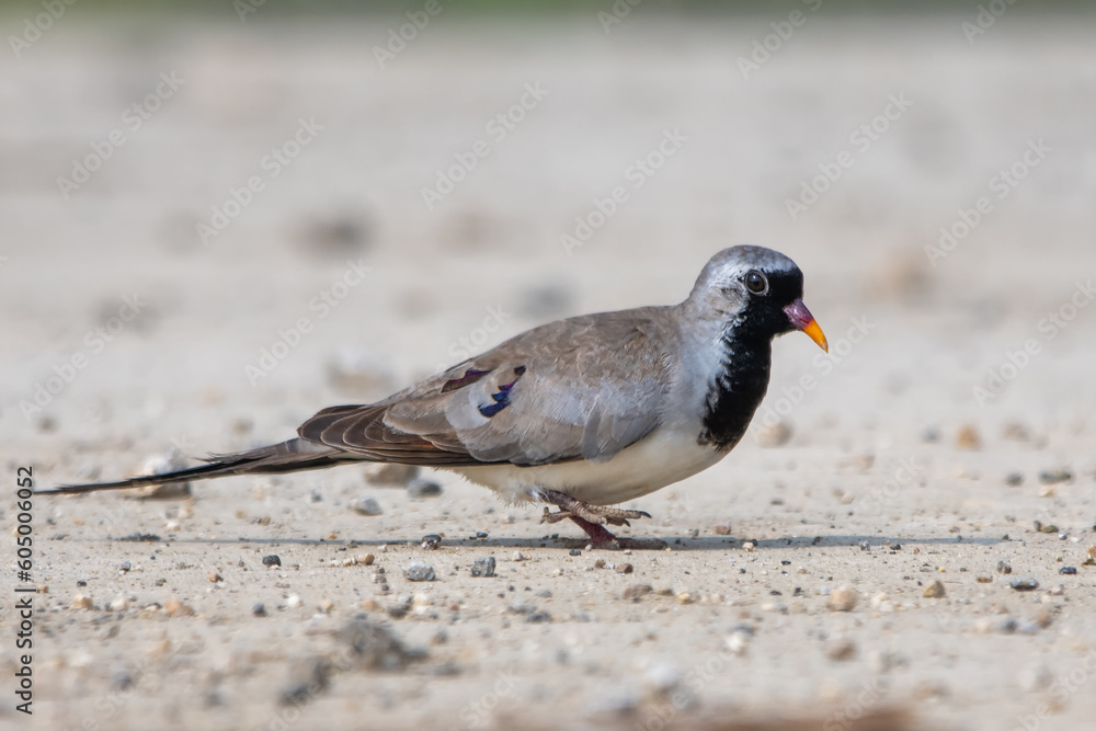 Kap kumrusu » Oena capensis » Namaqua Dove Kap kumrusu » Oena capensis » Namaqua Dove