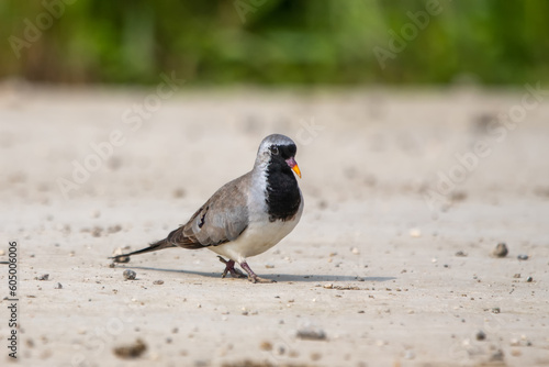 Kap kumrusu » Oena capensis » Namaqua Dove photo