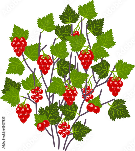 Red currant bush. Vector bush of red ripe berries.In the garden or in the Park.Isolated on a white background