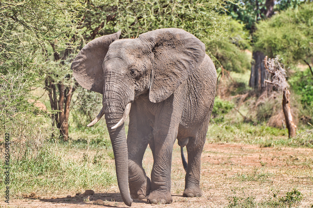 Female elephant at Tarangire National Park, Tanzania
