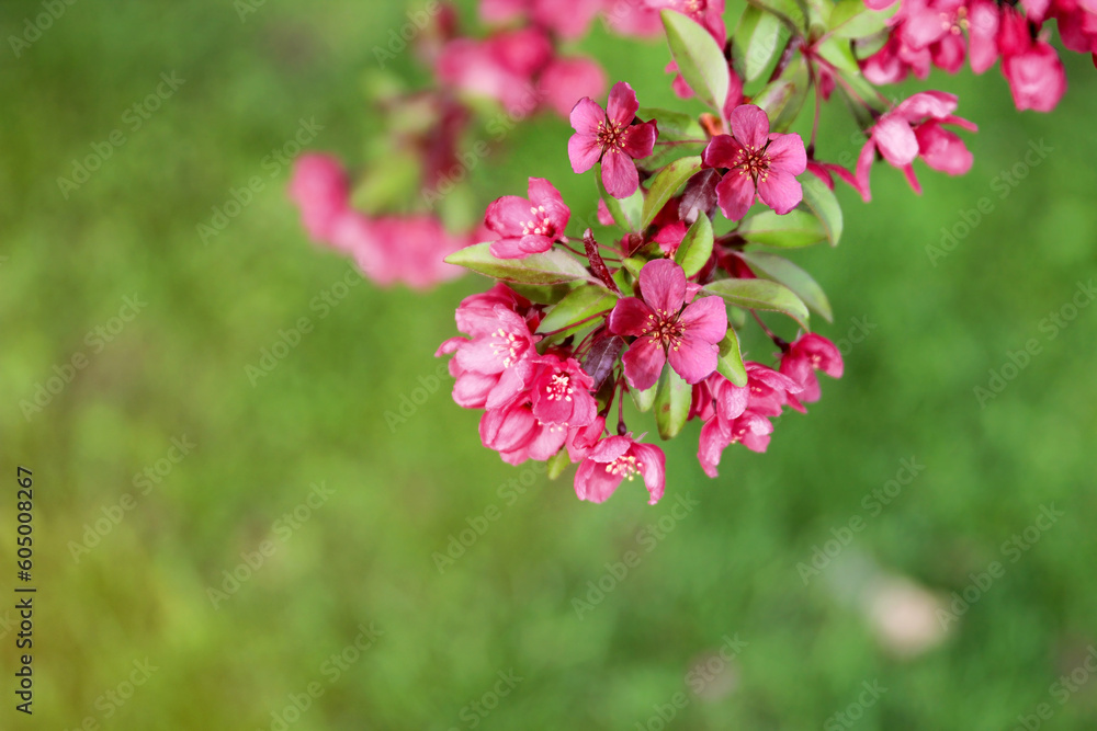 Spring time in nature with blooming tree. Blossoming apple tree. Spring time in nature with blooming tree. Blossoming apple tree.