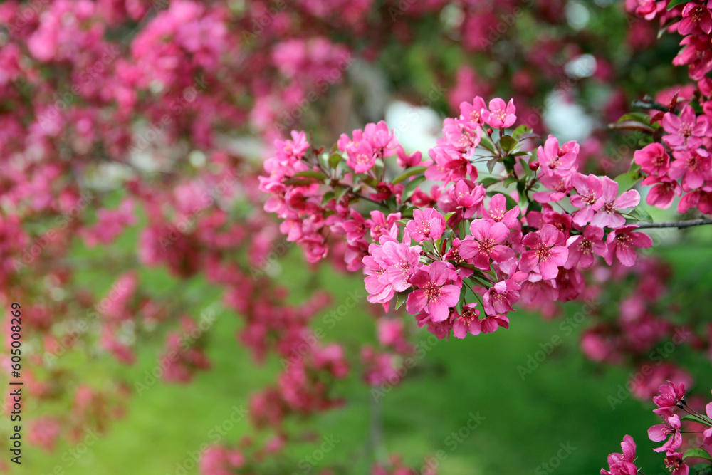 Spring time in nature with blooming tree. Blossoming apple tree. Spring time in nature with blooming tree. Blossoming apple tree.