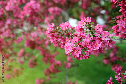 Wallpaper Mural Spring time in nature with blooming tree. Blossoming apple tree. Torontodigital.ca
