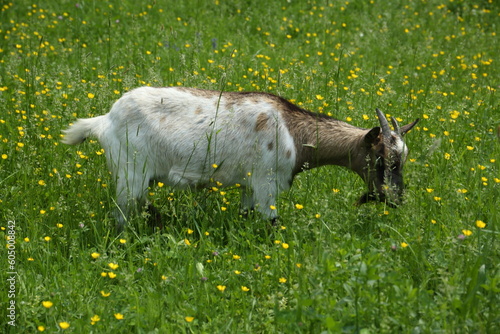 The goat feeding at the flowering meadow at spring at Serbia
