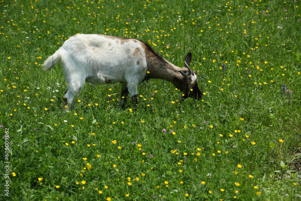 The goat feeding at the flowering meadow at spring at Serbia The goat feeding at the flowering meadow at spring at Serbia