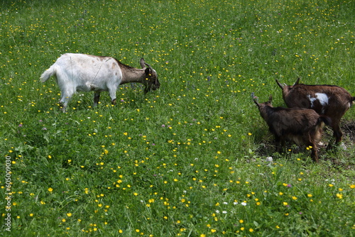 The goat family feeding at the flowering meadow at spring. Serbia