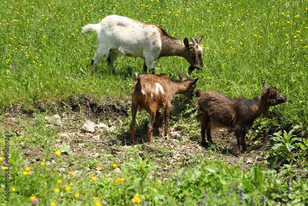 The goat family feeding at the flowering meadow at spring. Serbia The goat family feeding at the flowering meadow at spring. Serbia
