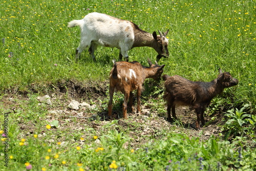 The goat family feeding at the flowering meadow at spring. Serbia
