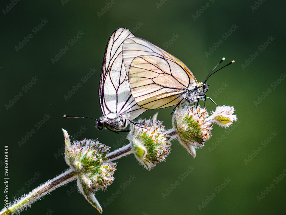 Fototapeta premium hawthorn butterfly mating paliuntur papilio coitu