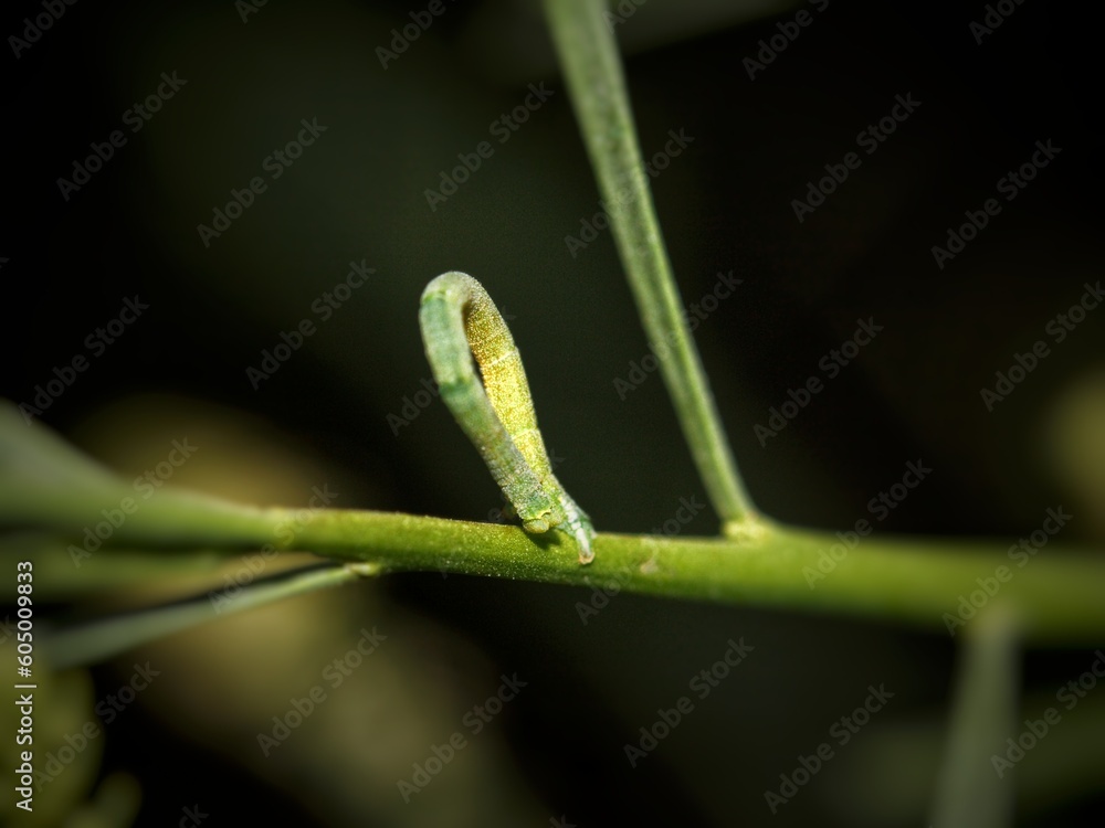 Caterpillar of a butterfly on a blade of grass. Macro