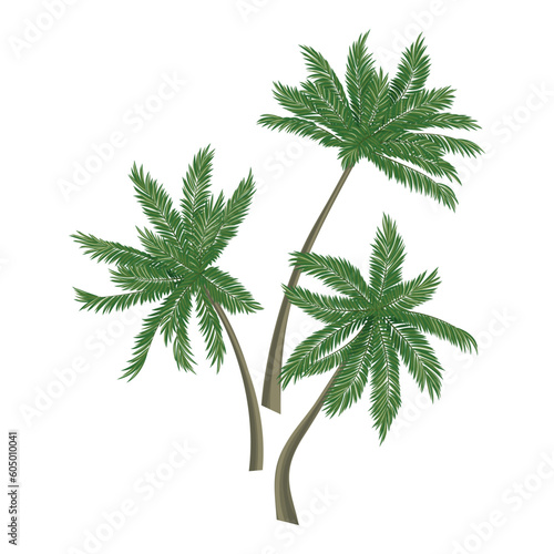 Tropical tree palm  green floral botanical. Vector illustration. 
