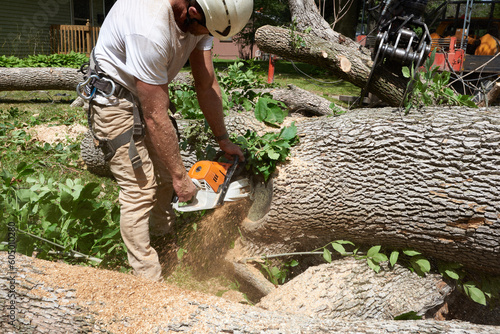 Canvas Print Tree removal specialist cutting up a diseased tree
