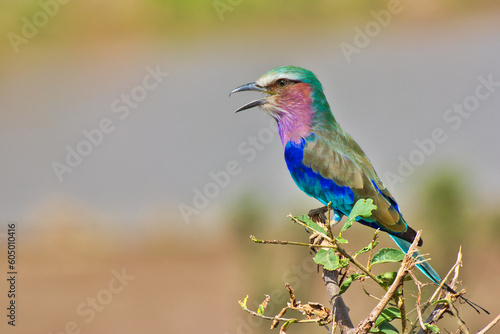Lilac Breasted Roller at Tarangire National Park, Tanzania © InnerPeace