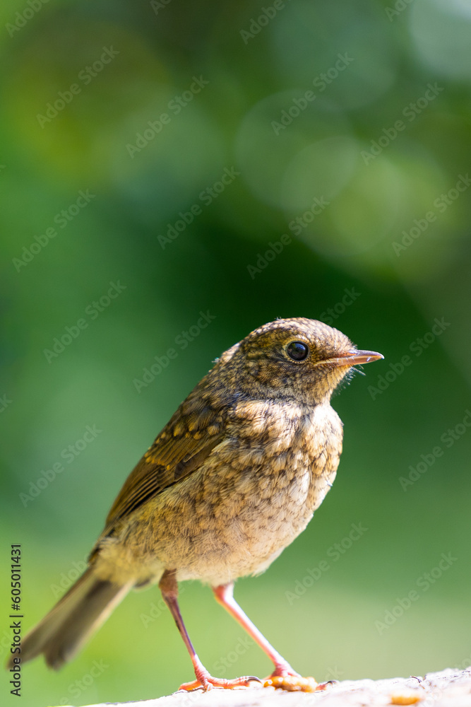 Juvenile European Robin (Erithacus rubecula) on a garden log, Yorkshire, UK in May, Springtime
Juvenile European Robin (Erithacus rubecula) on a garden log, Yorkshire, UK in May, Springtime