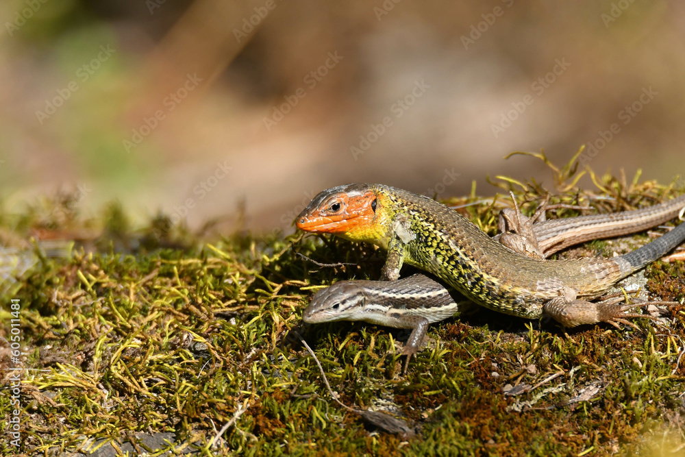 Naklejka premium Algerische Sandläufer