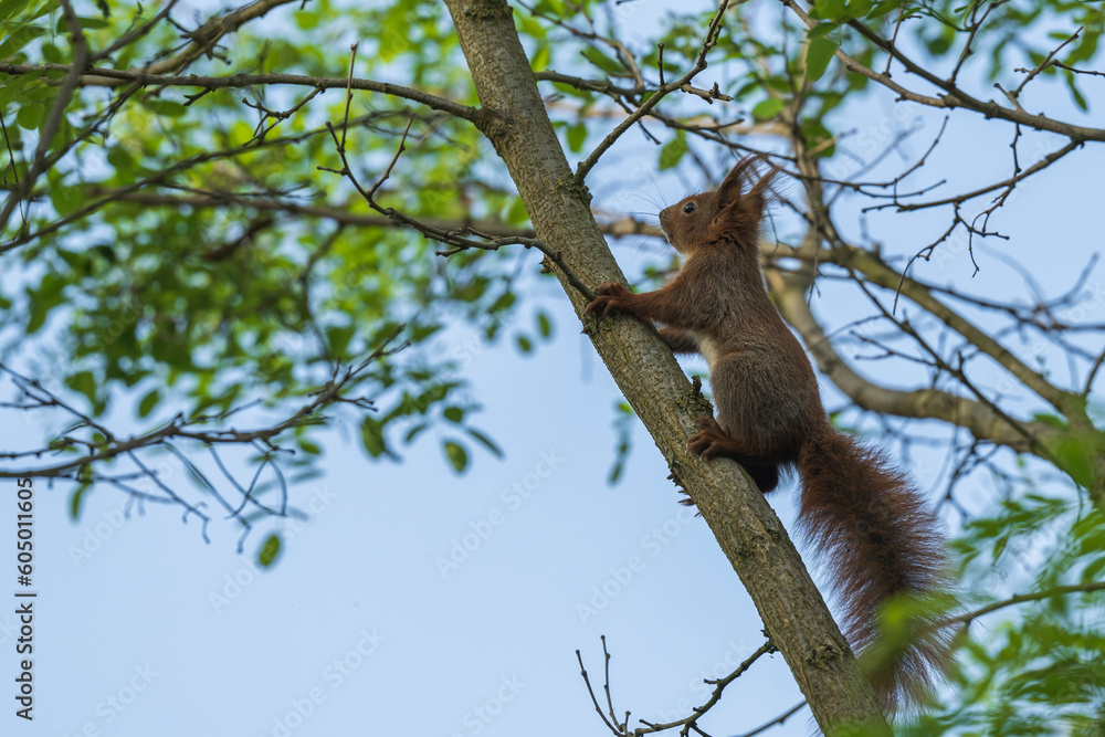 Einhörnchen klettert einen dünnen Ast hoch Einhörnchen klettert einen dünnen Ast hoch