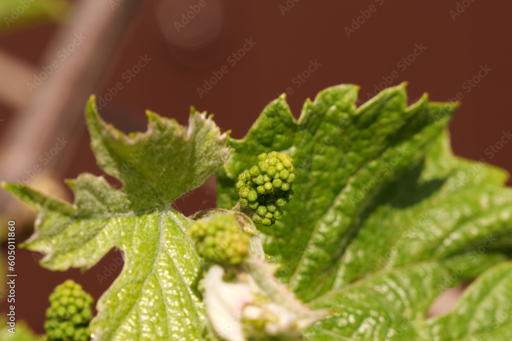young grape blossom close up young grape blossom close up