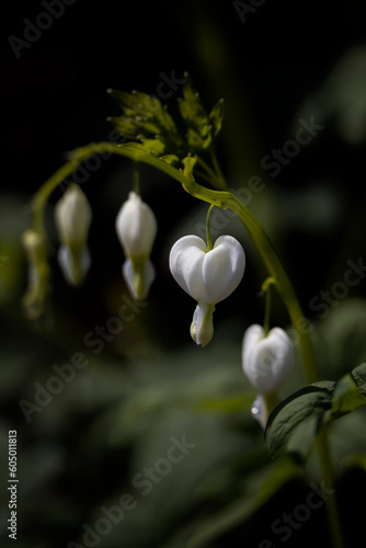 Białe kwiaty serduszki okazałej (Dicentra spectabilis).