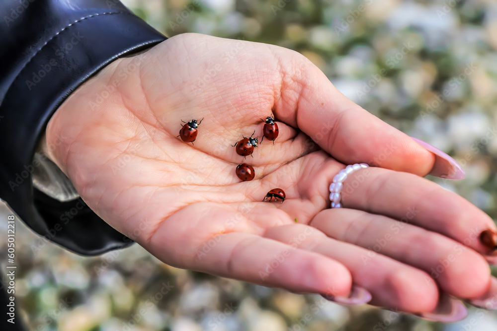 Obraz premium girl's hand with ladybugs.awakening of nature and insects in spring