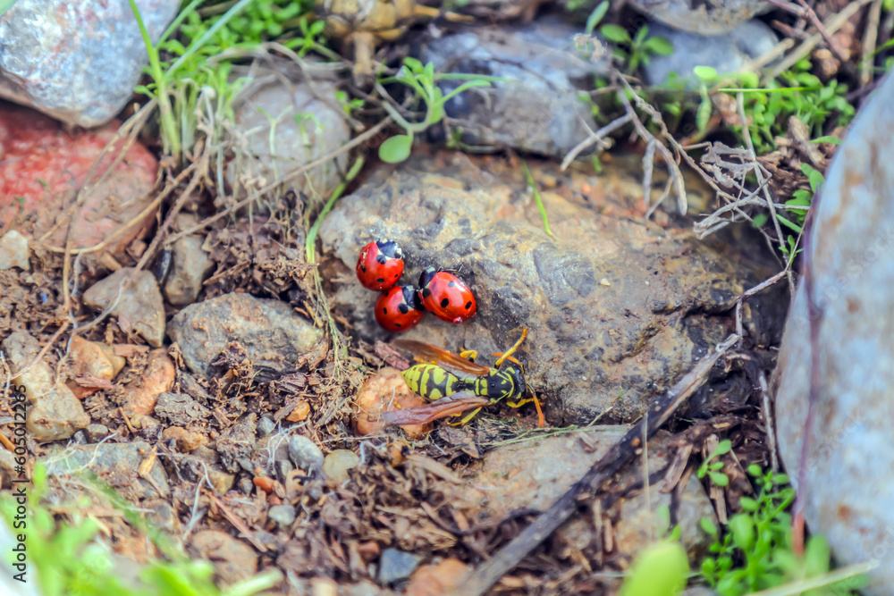 awakening of nature and insects in spring. ladybugs in nature. awakening of nature and insects in spring. ladybugs in nature.