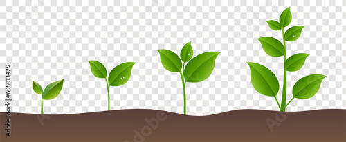 green plant growing in the soil