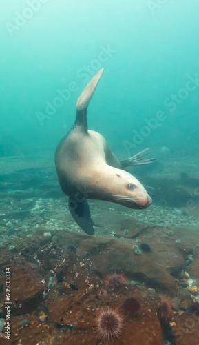 Sea Lion Swimming Underwater in the Pacific Ocean on the West Coast. Hornby Island  British Columbia  Canada.