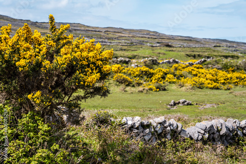 Landscape of Inis Mór, or Inishmore, the largest of the Aran Islands in Galway Bay, off the west coast of Ireland, with yellow flowers of broom. photo