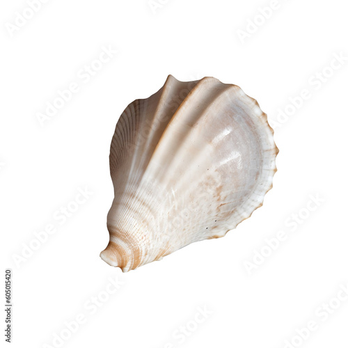 single isolated sea shell bright conch on transparent background, generative AI
