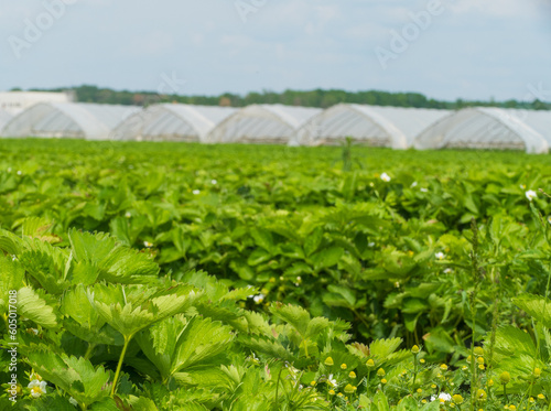 Erdbeerfeld Makro