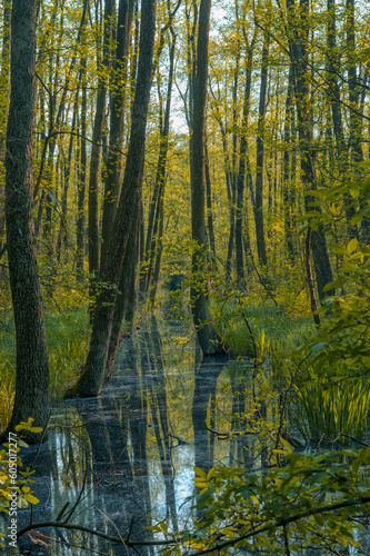 Wallpaper Mural autumn forest in the morning Torontodigital.ca