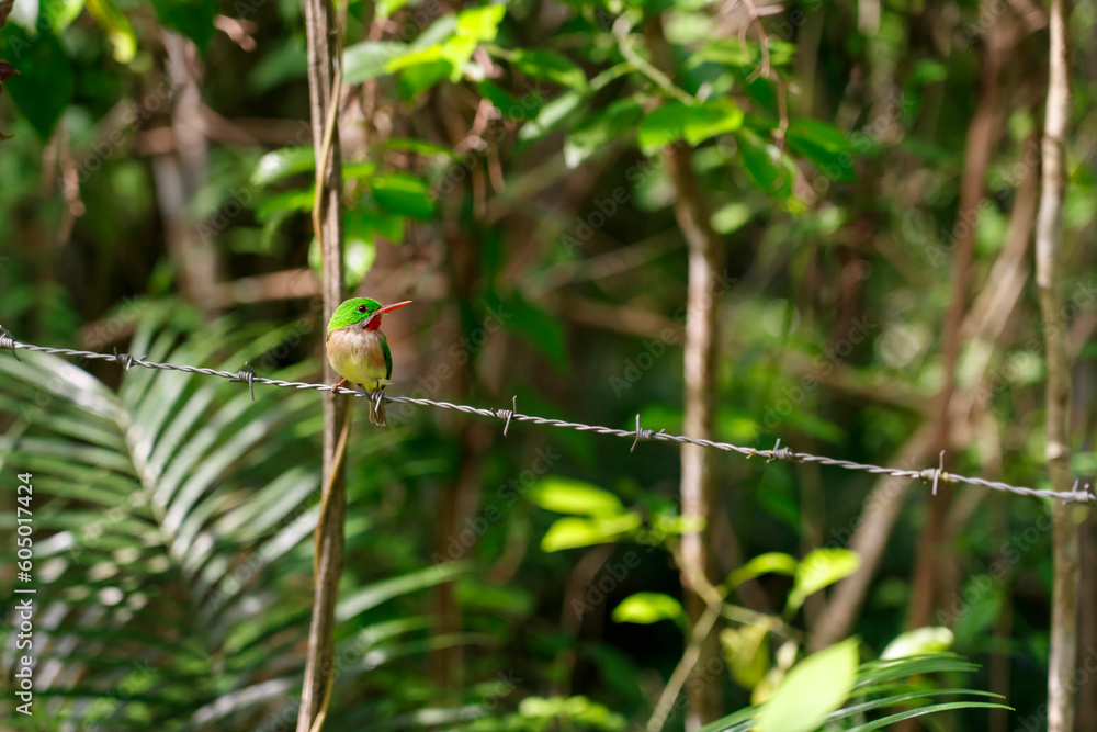 Endemic to the Dominican Republic. Todus subulatus bird. Tropical bird. Endemic to the Dominican Republic. Todus subulatus bird. Tropical bird.