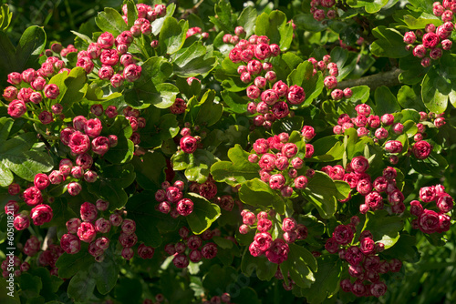 Beautiful pink may-tree flowers and leaves.